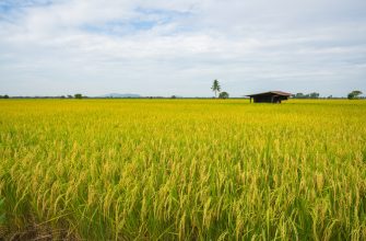 Schwellenländer Fonds 2025: Neue Perspektiven für Anleger